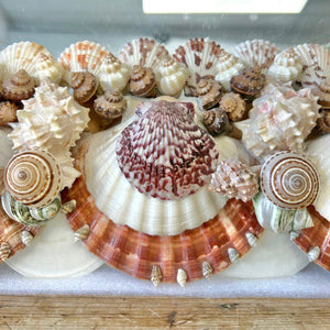 Vintage Coastal Shell Mirror
