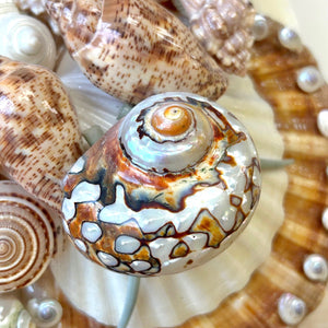 Vintage Coastal Shell Mirror