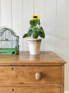 An Antique English Pine Chest of Drawers/Dresser c1890